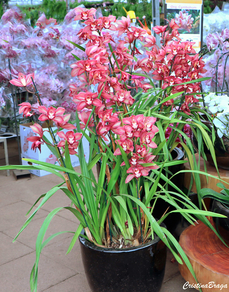 Orquídea Cymbidium spp