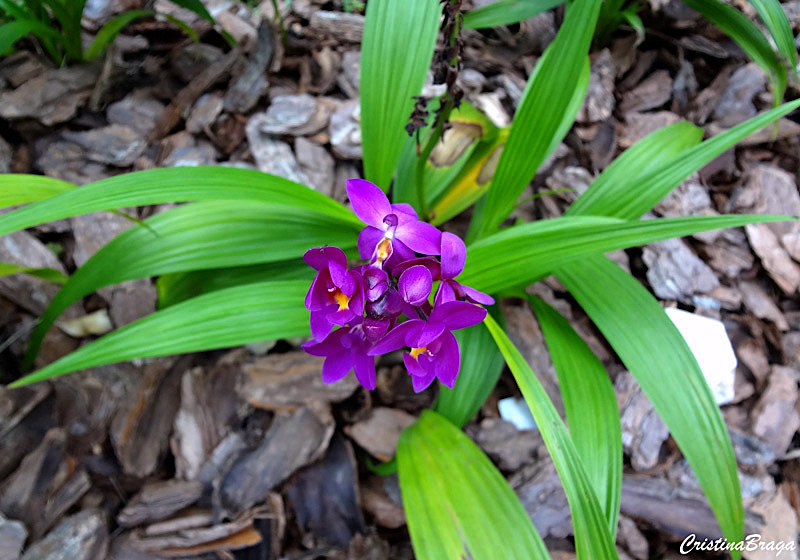 Orquídea grapete - Spathoglottis unguiculata - Flores e Folhagens
