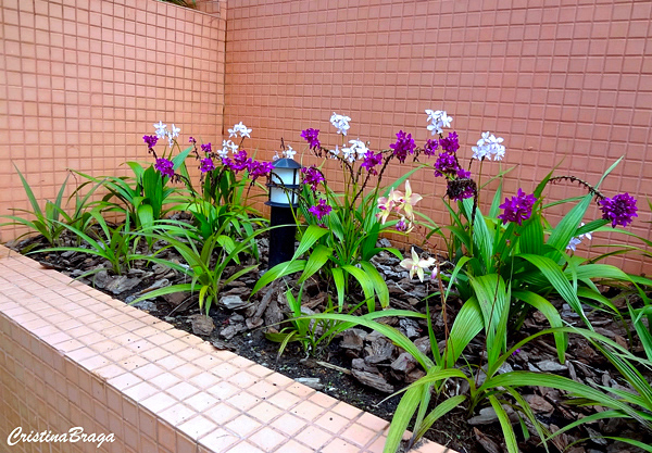 Orquídea Spathoglottis plicata - Flores e Folhagens