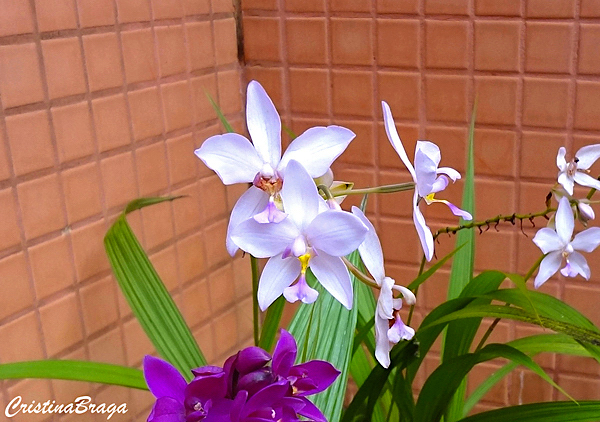 Orquídea Spathoglottis plicata - Flores e Folhagens