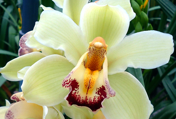 Orquídea Cymbidium spp - Flores e Folhagens