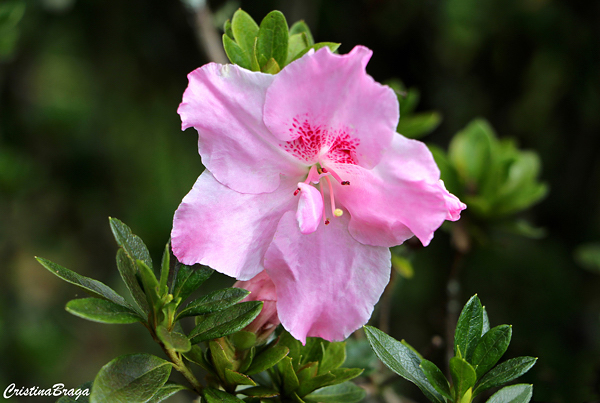 Azaléia - Rhododendron simsii - Flores e Folhagens