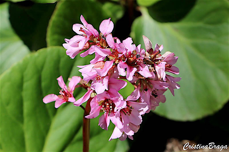 Bergenia Bergenia Crassifolia Flores E Folhagens