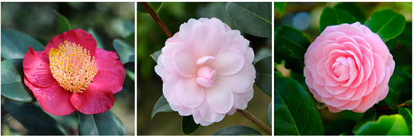Camélia - Camellia - Flores e Folhagens