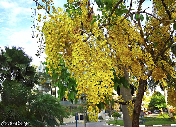 Chuva de ouro - Cassia fistula - Flores e Folhagens