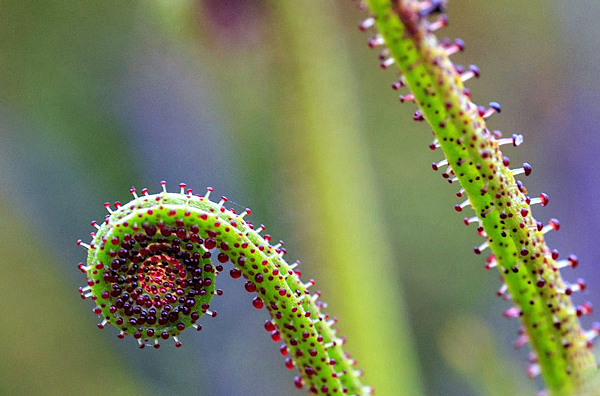 Drosophyllum - Plantas Carnívoras - Flores e Folhagens