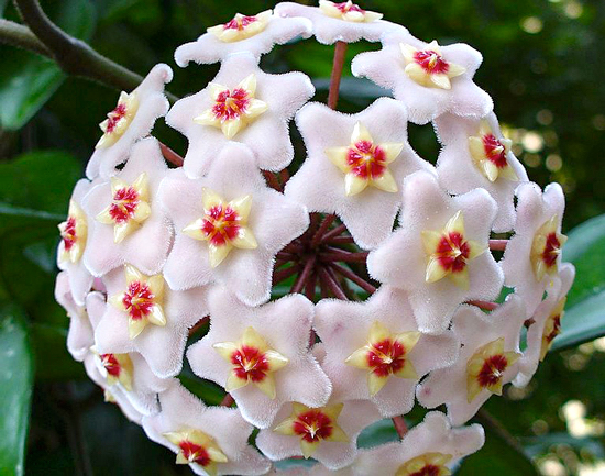 Flor de cera - Hoya carnosa - Flores e Folhagens