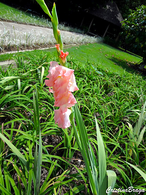 Gladíolo - Gladiolus hortulanus - Flores e Folhagens