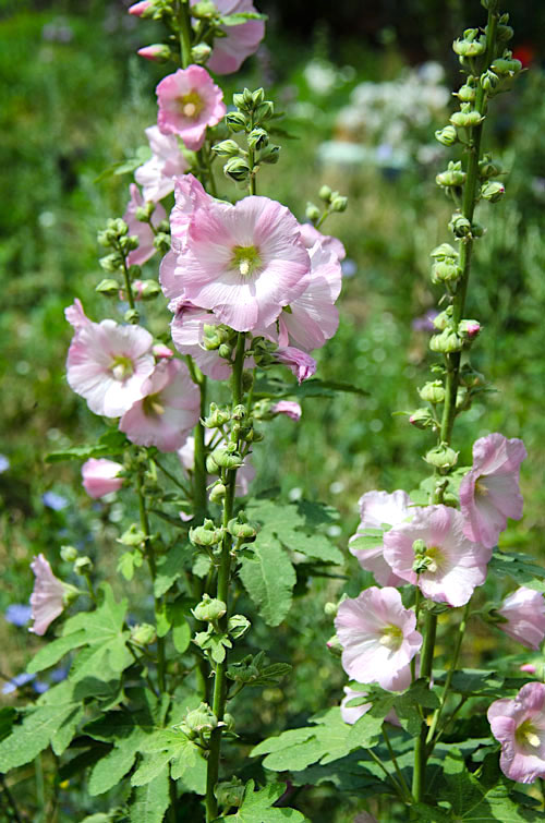 Malva rosa - Alcea rosea - Flores e Folhagens