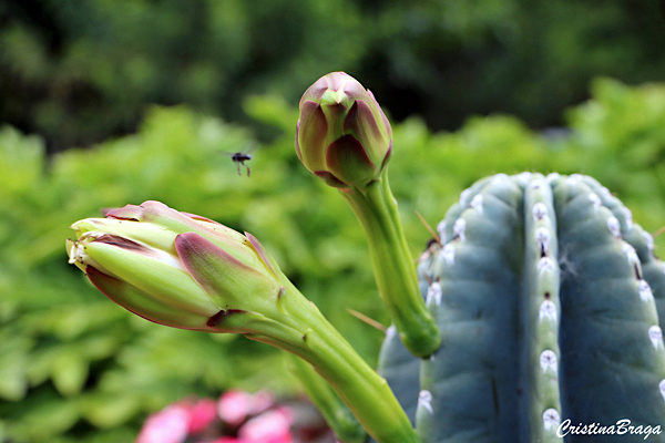 Mandacaru - Cereus jamacaru - Flores e Folhagens