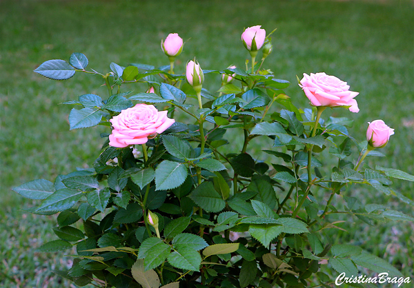 Mini Rosas - Flores e Folhagens