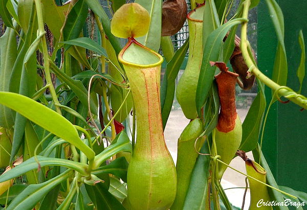 Nepenthes - Plantas Carnívoras - Flores e Folhagens