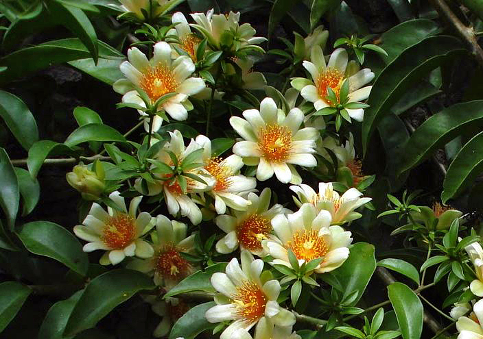 Ora-pro-nóbis - Pereskia aculeata - Flores e Folhagens