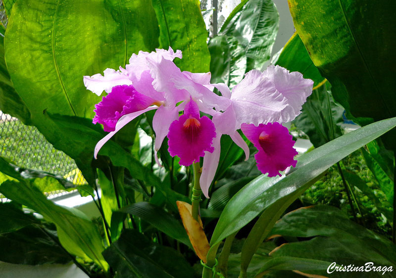 Orquídea Laelia purpurata - Flores e Folhagens