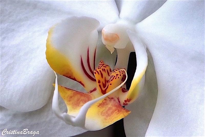 Orquídea Phalaenopsis - Flores e Folhagens