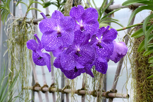 Orquídea Vanda - Flores e Folhagens