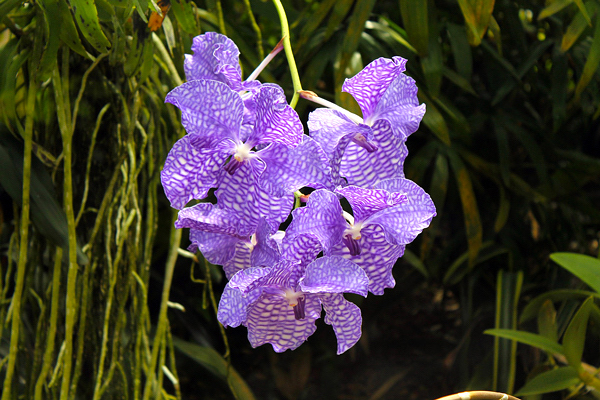 Orquídea Vanda - Flores e Folhagens