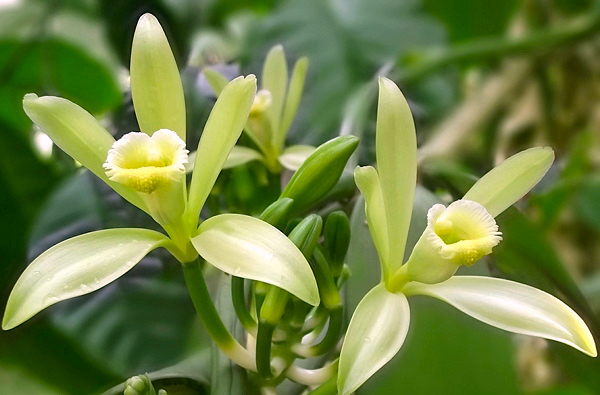 Orquídea Vanilla planifolia - Flores e Folhagens