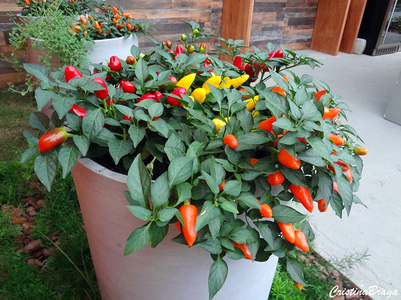 Pimenta ornamental - Capsicum - Flores e Folhagens