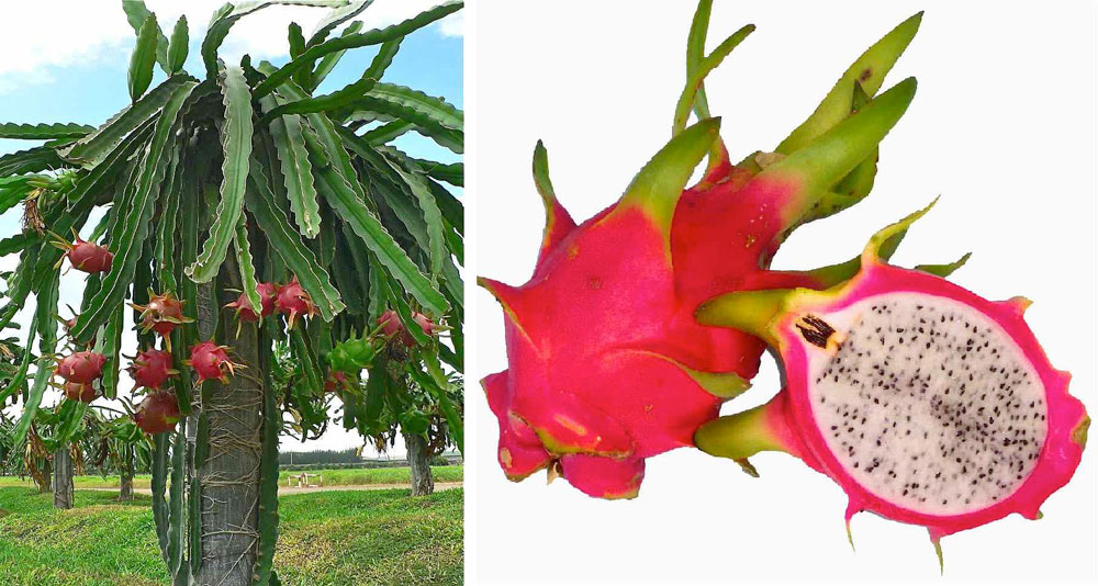 Pitaia ou Pitaya - Flores e Folhagens