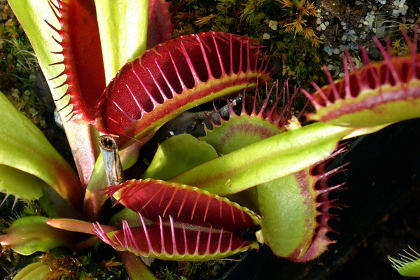 Dionaea - Plantas Carnívoras - Flores e Folhagens