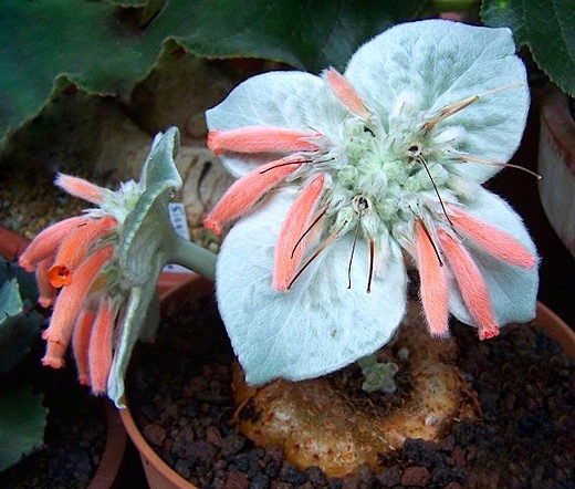 Rainha do Abismo - Sinningia leucotricha - Flores e Folhagens