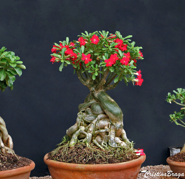 Rosa do deserto - Adenium obesum - Flores e Folhagens