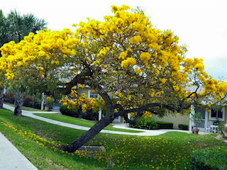 Tipos de Ipê Amarelo - Tabebuia - Flores e Folhagens