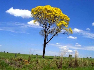 Tipos de Ipê Amarelo - Tabebuia - Flores e Folhagens