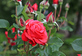 Tipos de Rosas - Flores e Folhagens