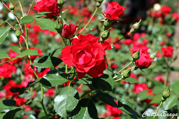 Tipos de Rosas - Flores e Folhagens