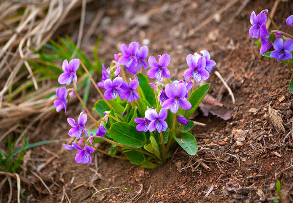 Violeta perfumada - Viola odorata - Flores e Folhagens