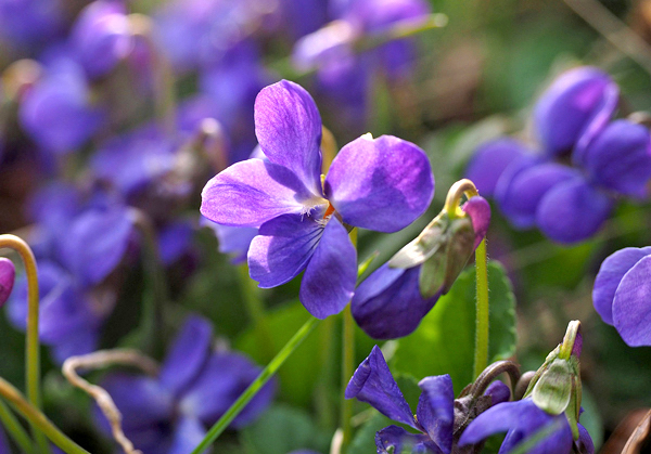 Violeta perfumada - Viola odorata - Flores e Folhagens