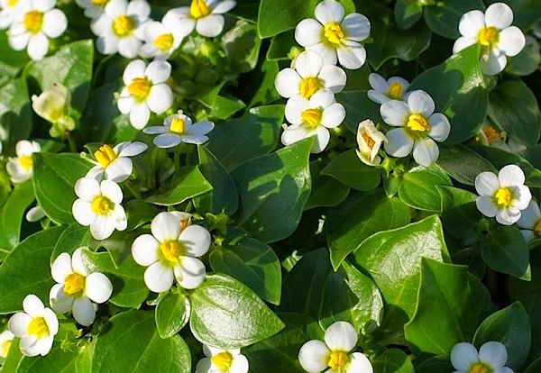 Violeta Persa - Exacum affine - Flores e Folhagens