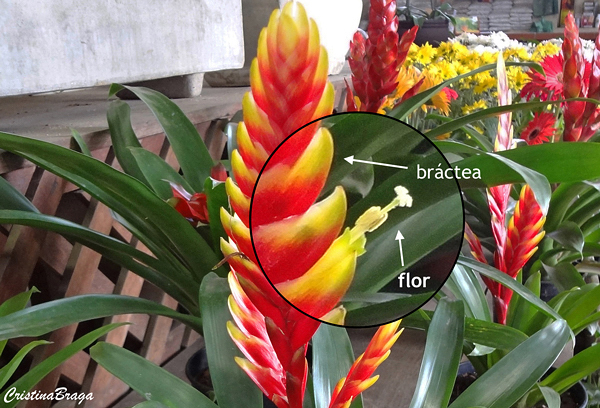 Gênero Vriesea - Bromélias - Flores e Folhagens