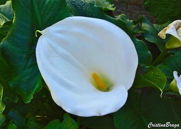 Copo de Leite - Zantedeschia aethiopica - Flores e Folhagens