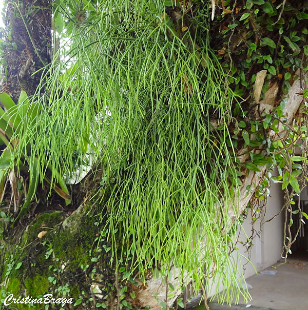 Ripsális - Rhipsalis baccifera