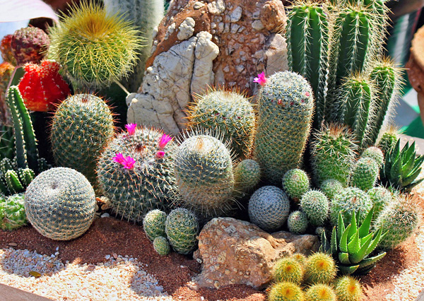 Cactos