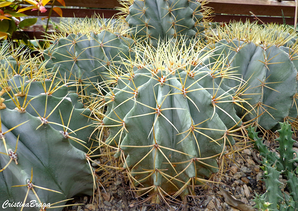 Cactos