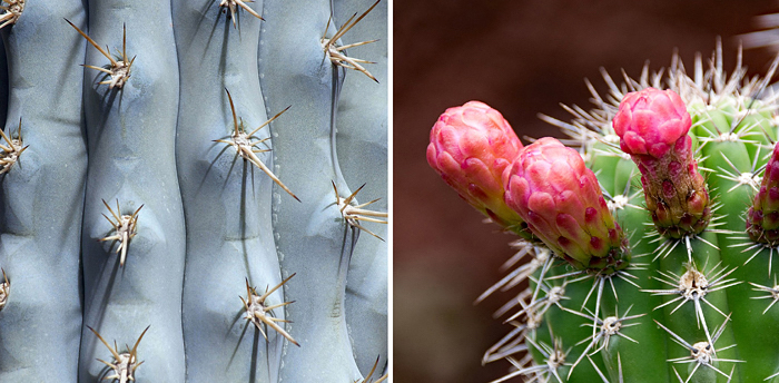 Cactos