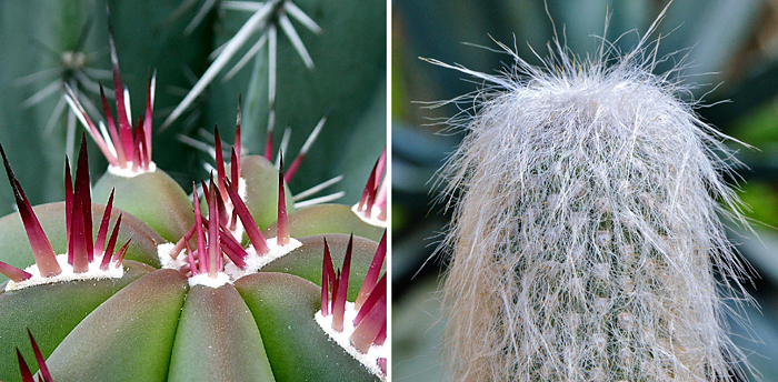 Cactos