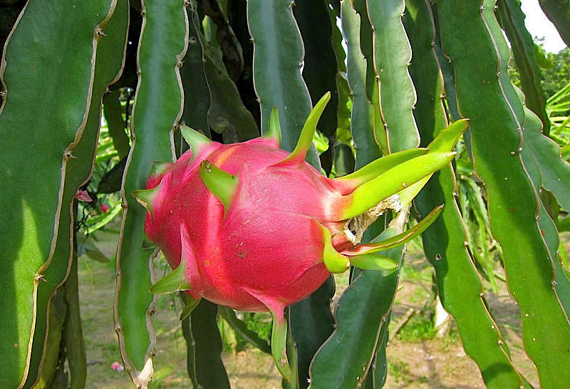 Pitaia ou Pitaya