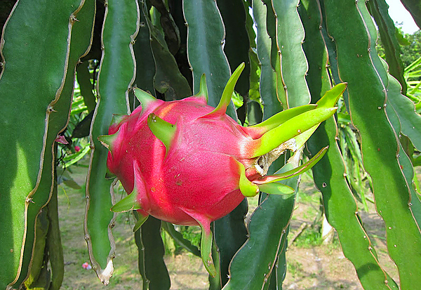 Pitaia ou Pitaya