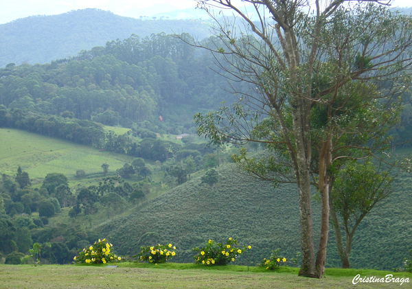 Alamanda - Allamanda cathartica