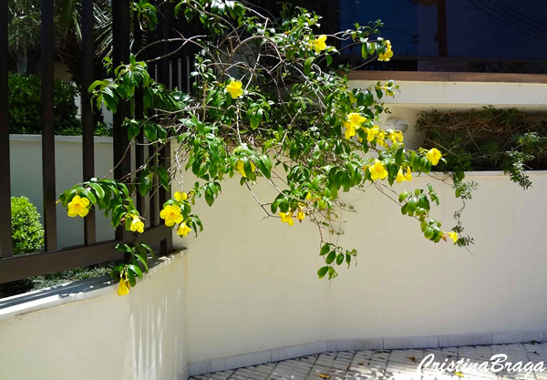 Alamanda - Allamanda cathartica