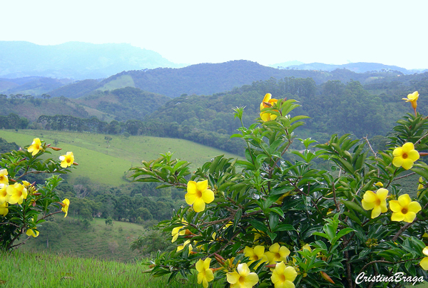 Alamanda - Allamanda cathartica - Flores e Folhagens