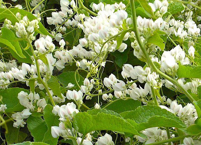 Amor agarradinho - Antigonon leptopus - Flores e Folhagens