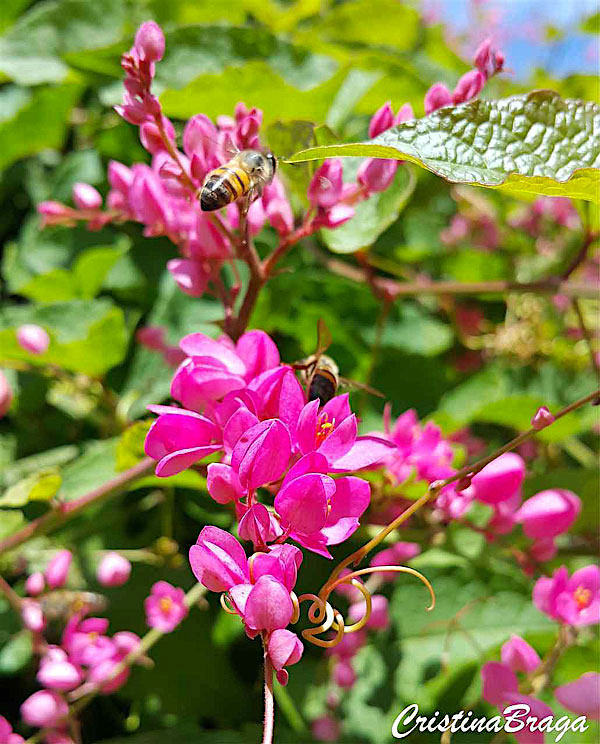 Amor agarradinho - Antigonon leptopus - Flores e Folhagens