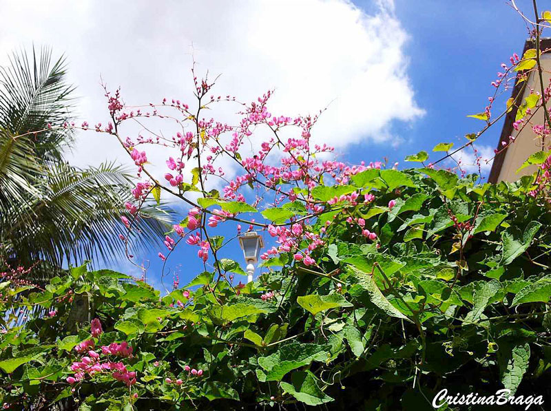 Amor agarradinho - Antigonon leptopus