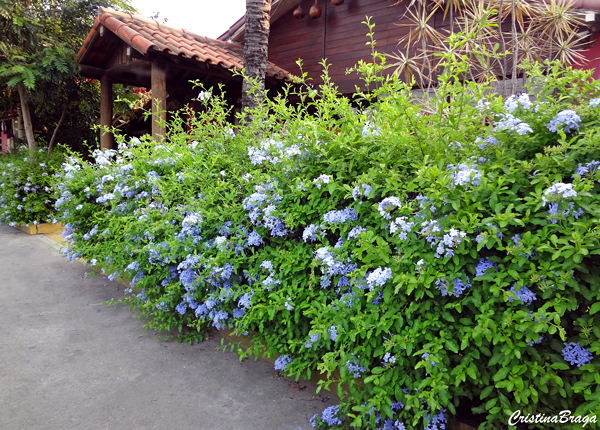 bela emilia - plumbago auriculata